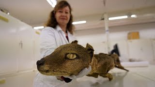 Scientists succeed in extracting RNA molecules from an extinct species for the first time