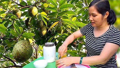 Thăm Mãng Cầu Chín Sau Nhà Về Dầm Đường