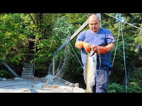 Salmon fishing in the U.S. - new threats to age-old Native life Instructional Video Salmon fishing in the U.S. - new threats to age-old Native life Instructional Video