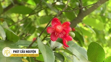 Phút Cầu Nguyện, Thứ Sáu 13/05/2022:  Đức Mẹ Fatima