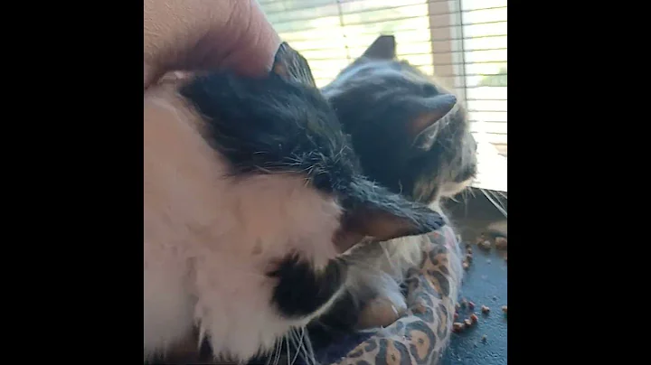 Video of adoptable pet named Leo