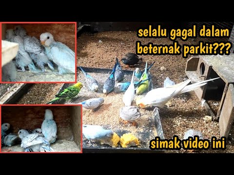 Video: Budgerigar. Reproduksi dan perawatan