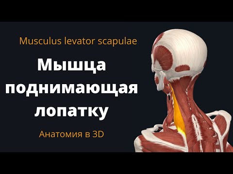 Мышца поднимающая лопатку. Musculus Levator Scapulae. Краткая анатомия.