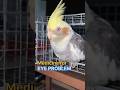 Cockatiel Eye Infection Medicine Treatment Viral Birds Cockatiel Shortsvideo Eyedrop Cockatiel Eye Infection Medicine Treatment Viral Birds Cockatiel Shortsvideo Eyedrop
