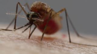 How Mosquitoes Use Six Needles to Suck Your Blood   Deep Look