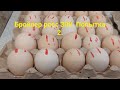 Бройлер росс 308. Инкубатор "Несушка". Попытка 2.