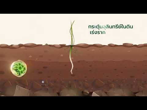 วีดีโอ: สารปรับสภาพดิน Adsoil