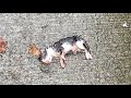 【驚き】へその緒がついたままの子猫が動かない。「もうダメだ・・・。」発見した女性が子猫に手を伸ばした時、予想だにしなかった出来事が起こった!【感動する話】