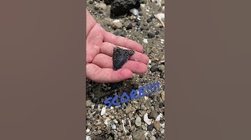 MIND-BLOWING MEGALODON: Would you have spotted this?? “Hubbell position” from C. angustidens #Shorts