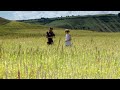 Quinoa production in new zealand