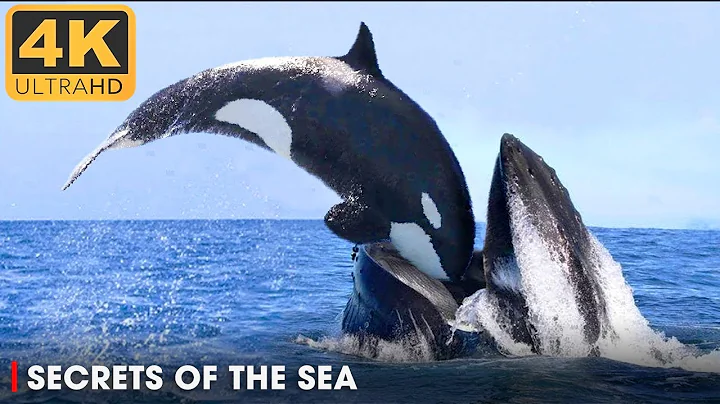 DEEP OCEAN: Life in the Cold Abyss | Secrets of the Seas Ep. 1 | 4K UHD | OCEAN DOCUMENTARY thumbnail
