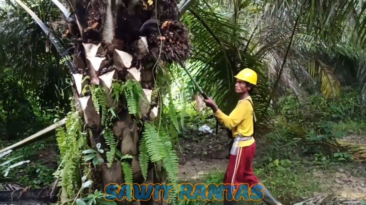 resiko pruning sawit pokok hantu - YouTube