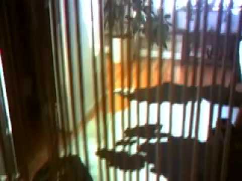 Harinezumi Video Camera footage.mov