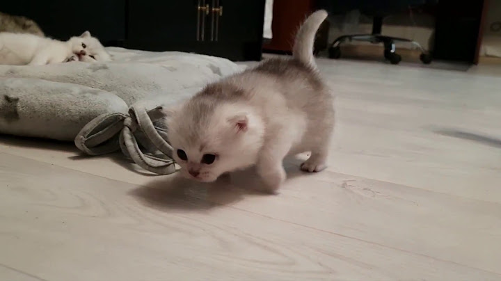 Британский котенок - первые шаги