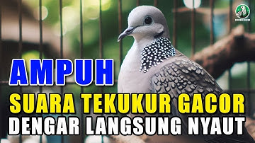 SUARA DERKUKU GACOR Khusus Untuk Pancingan Tekukur Agar Cepat Bunyi