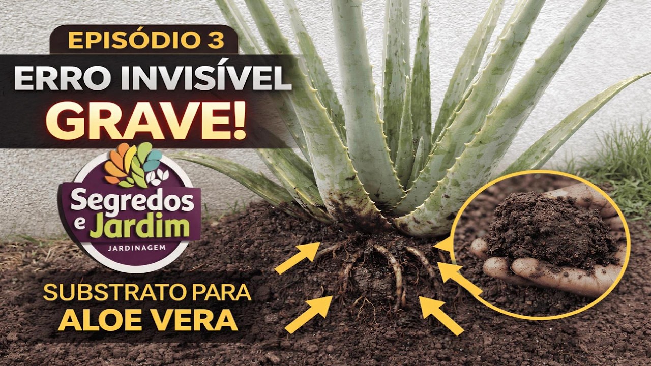 Aloe Vera Substrato: O Erro Invisível Que Está Travando o Crescimento.
