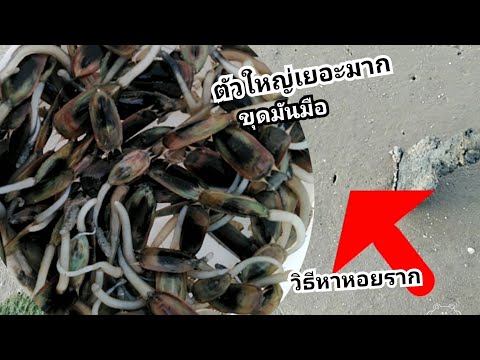 ลงทะเล​หาหอยราก​(หอยปากเป็ด)​-