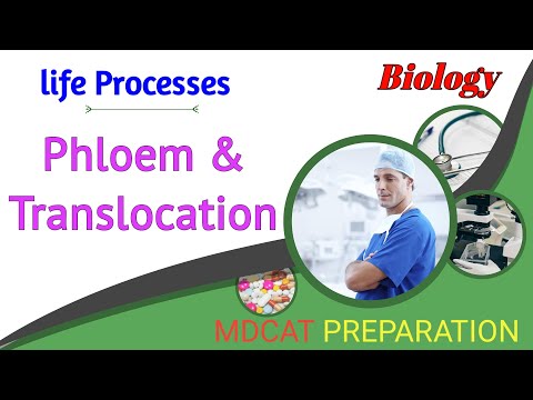 Phloem and Translocation