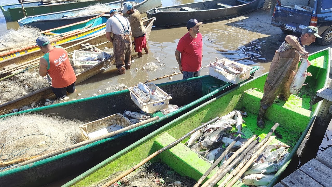 Pescas de bagres, 11-11-24, Projeto do Automonitoramento, Imbé, RS. # ...