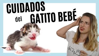 Cómo CUIDAR a un GATITO RECIÉN NACIDO sin madre