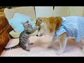 おばあちゃん柴犬にびっくりしながらなじんでいく子猫