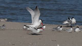 North American Caspian Terns mate on a northern USA beach during the Spring migration