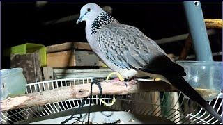 Burung Derkuku Lokal Kuk 1 Gacor Terbaik yang Akan Membuatmu Terkagum-kagum