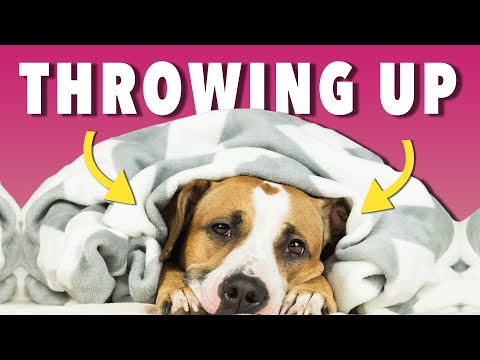 वीडियो: कुत्तों में पित्त उल्टी सिंड्रोम