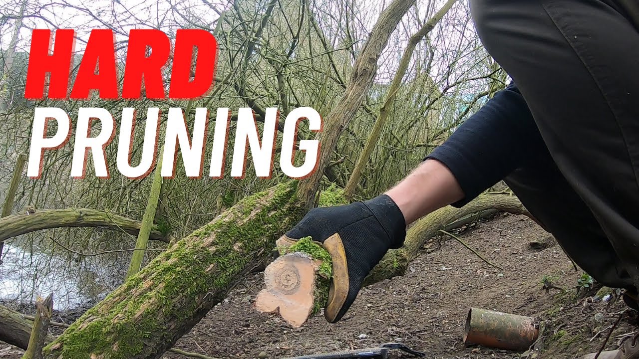 Hard Pruning Buddleia - YouTube