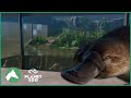 Platypus indoor habitat  elm hill city zoo  planet zoo