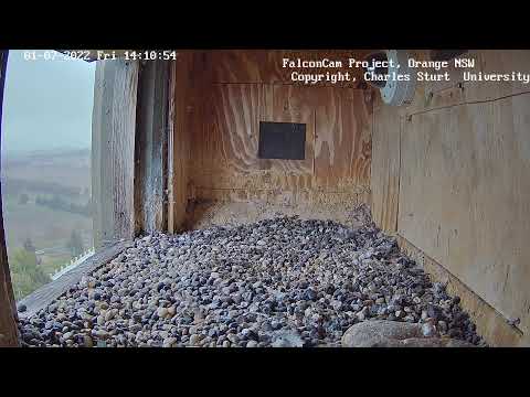 Box Cam, Falconcam Project