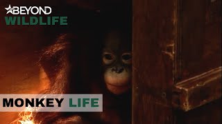 S2E03 | The Orangutan That's Never Walked On Grass Before | Monkey Life | Beyond Wildlife
