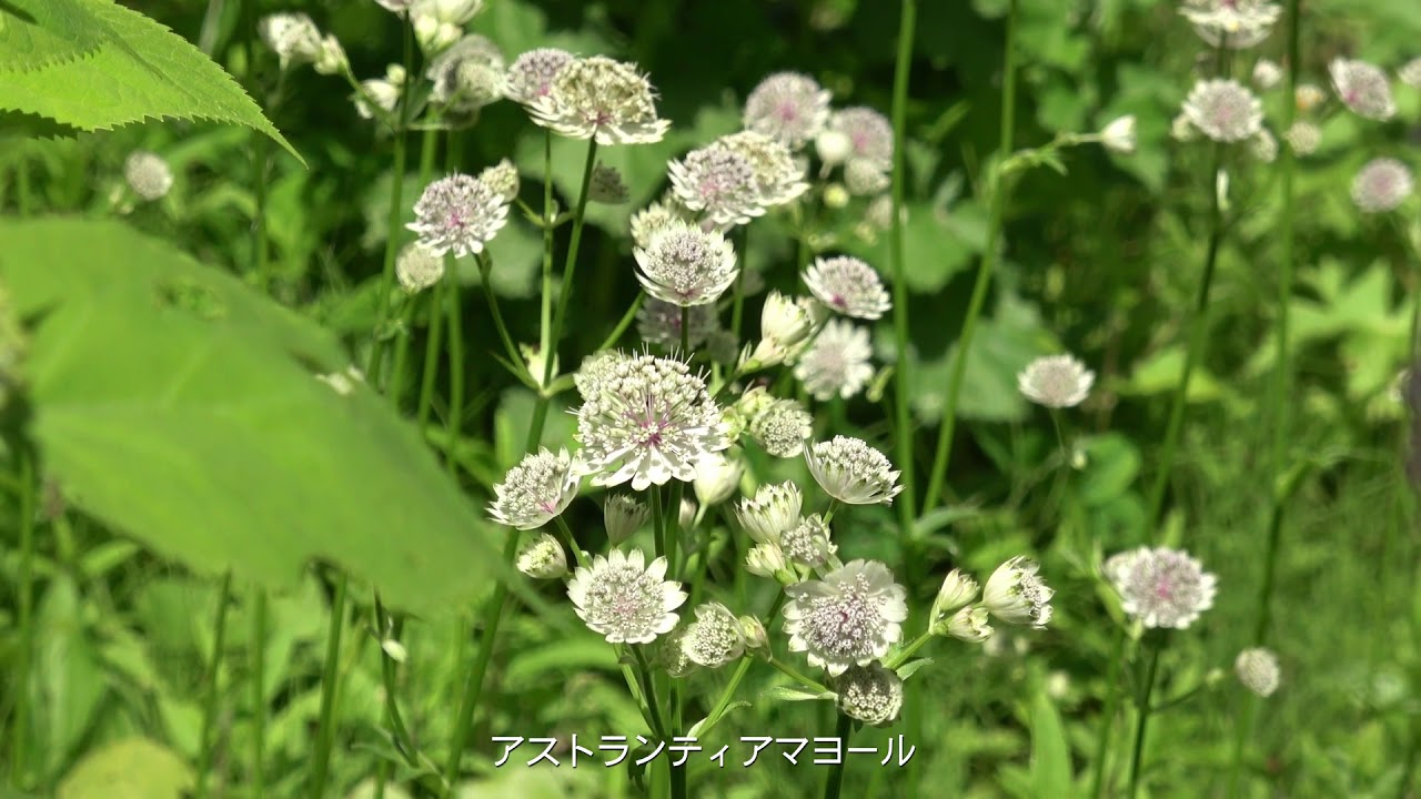 ポリアンナの風 Youtube ポリアンナの風 Youtube