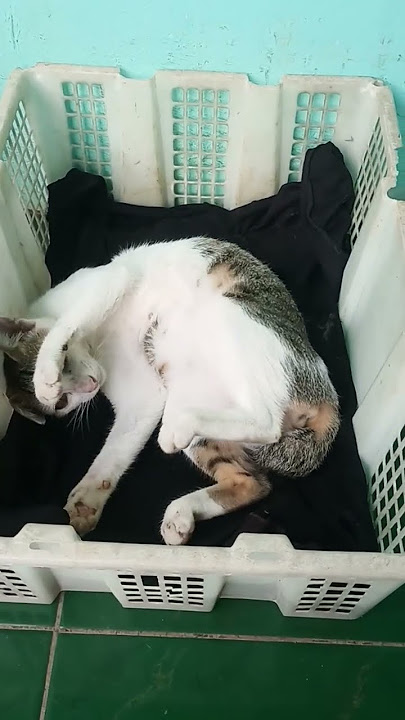 lagi ngulet woiii #kucinglucu #kucing #cat #shorts