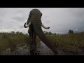Living With Elephants Foundation, Botswana Sanctuary! Jabu the Elephant getting a drink!