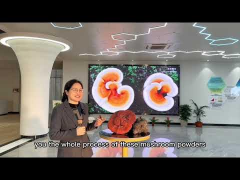 Outline Video How to make the Reishi powder (Ganoderma lucidum)