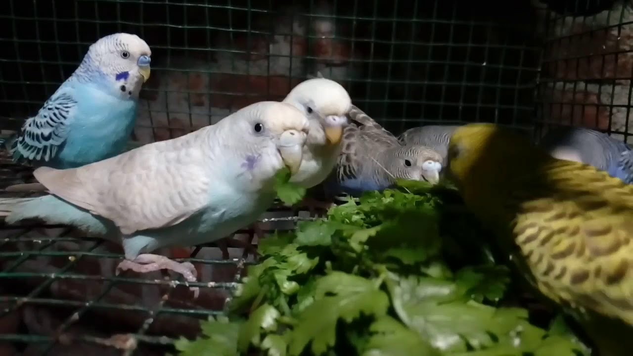 Australian Budgies Eating Coriander. YouTube