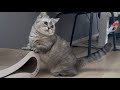 ハエを狙う猫
