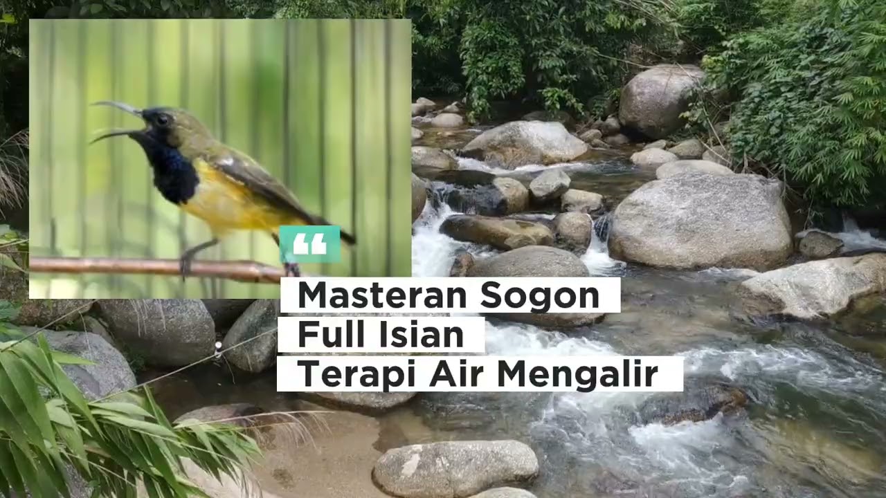 Masteran Sogon Full Isian ❗❗💯 | Terapi Air #masteranburung #masteranjernih #masteransogon  #
