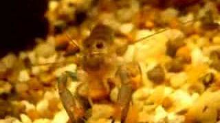 Crayfish Attack!!