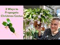 Christmas cactus how to make more propagation 2 ways