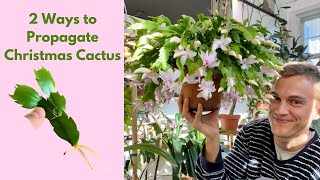 Christmas Cactus: How to Make More (Propagation) 2 Ways