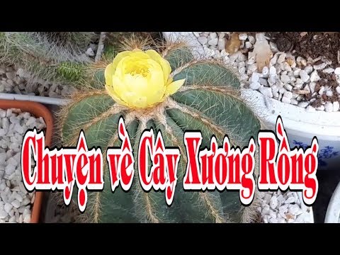 Câu chuyện tình yêu về Cây Xương Rồng