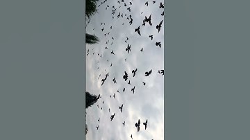 Rotate and subscribe #music #nature #love #art #rain #photography #summair #shorts #viralvideo #art