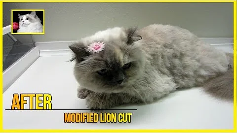 Watch the video about Himalayan Cat - Cat Grooming - Haircut