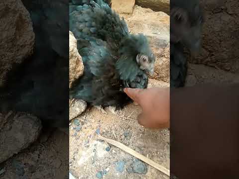 Kuku Akilinda Vifaranga 0684858523 Funny