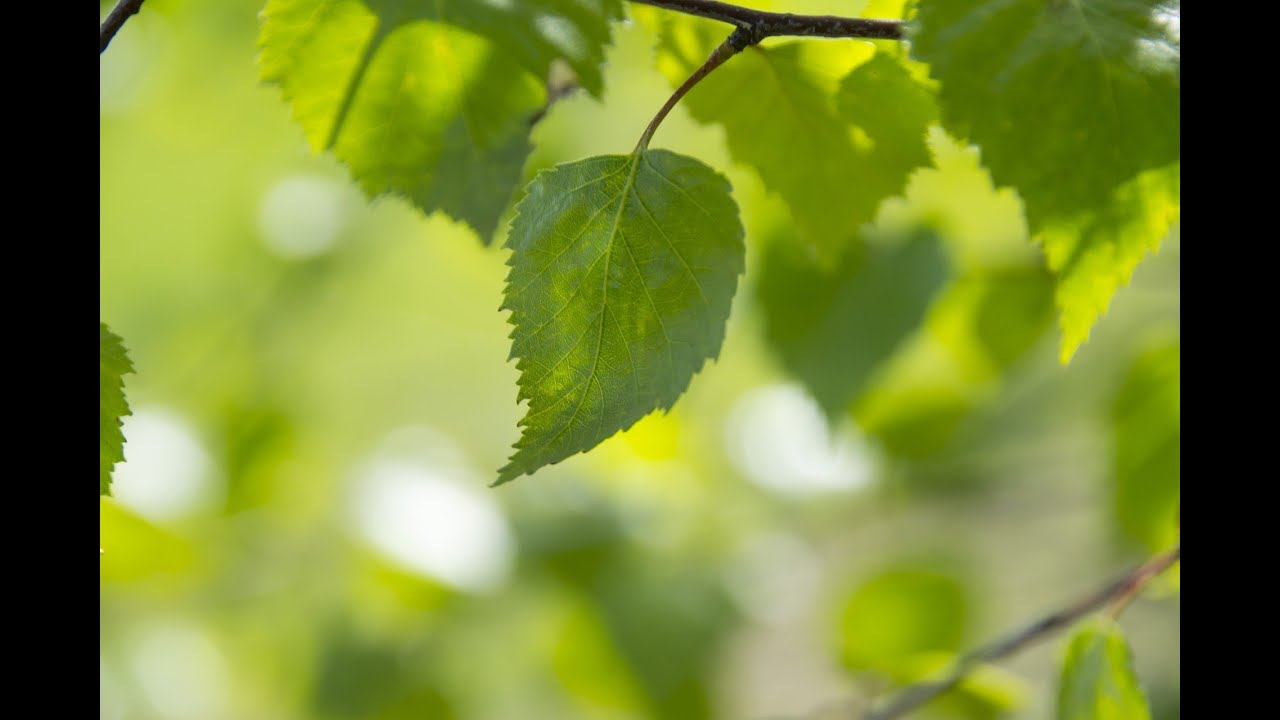 Красивая Музыка ! 4kvideo ! Relax music ! 