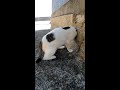 【助けて】穴にハマった野良猫を発見するが…#shorts