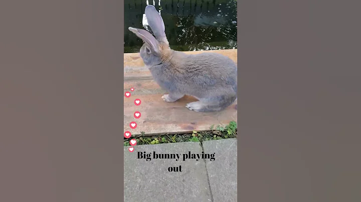 Peter the giant rabbit 🐇 🐰