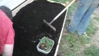 Raised Strawberry bed on a budget
